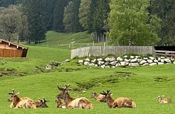 im Wildpark